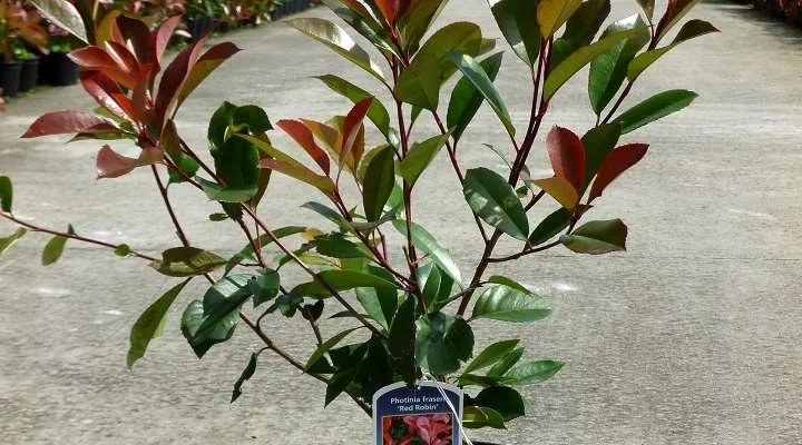 PHOTINIA fraseri 'Red Robin' - Plantes de haie