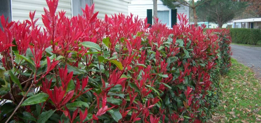 PHOTINIA fraseri 'Red Robin' - Plantes de haie