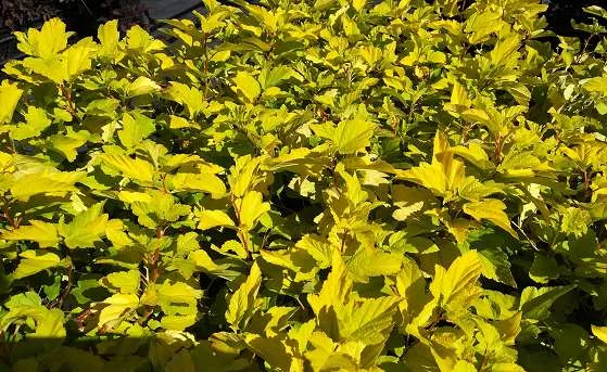 PHYSOCARPUS opulifolius 'Dart's Gold' - Physocarpe à feuilles d'Obier jaune 'Dart's Gold'