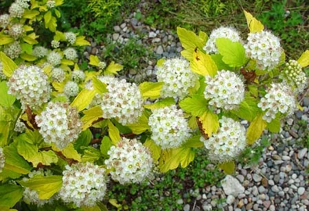 PHYSOCARPUS opulifolius 'Dart's Gold' - Physocarpe à feuilles d'Obier jaune 'Dart's Gold'