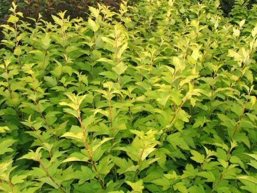 PHYSOCARPUS opulifolius 'Dart's Gold' - Physocarpe à feuilles d'Obier jaune 'Dart's Gold'