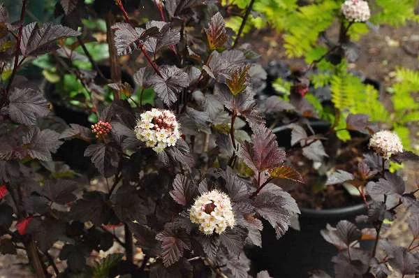 PHYSOCARPUS opulifolius 'Diabolo' - Physocarpe à feuillage pourpre