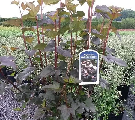 PHYSOCARPUS opulifolius 'Diabolo' - Physocarpe à feuillage pourpre