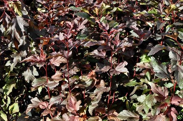 PHYSOCARPUS opulifolius 'Diable d'Or'