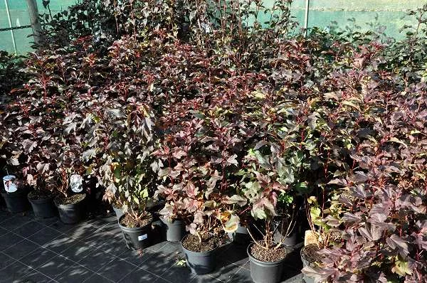 PHYSOCARPUS opulifolius 'Diable d'Or'