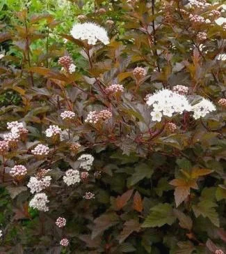 PHYSOCARPUS opulifolius 'Diable d'Or' - Physocarpe à feuilles cuivrée