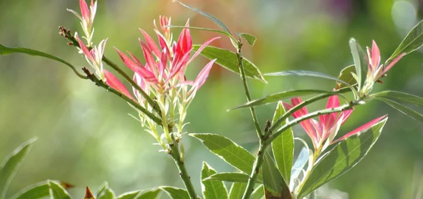 PIERIS japonica 'Flaming Silver' - Andromède 'Flaming Silver'