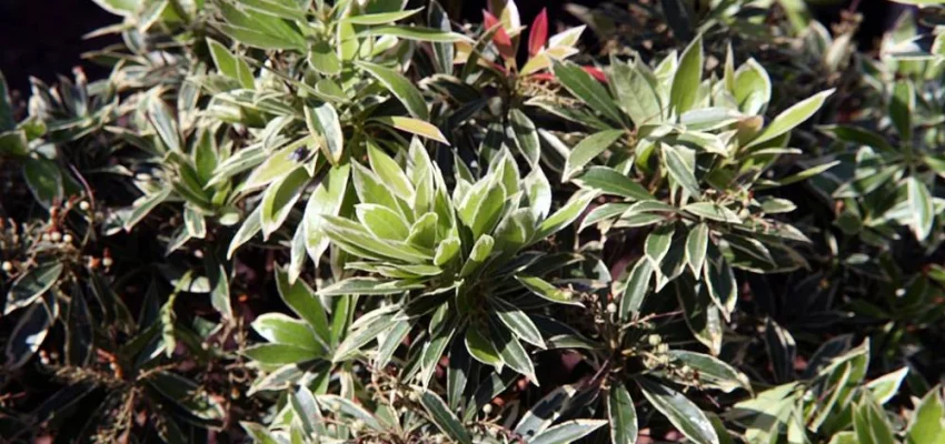 PIERIS japonica 'Flaming Silver' - Andromède 'Flaming Silver'