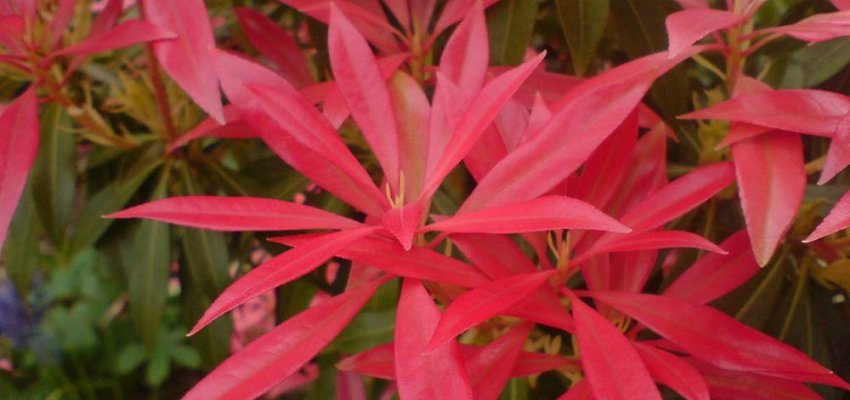 PIERIS japonica 'Forest Flame' - Andromède du Japon 'Forest Flame'