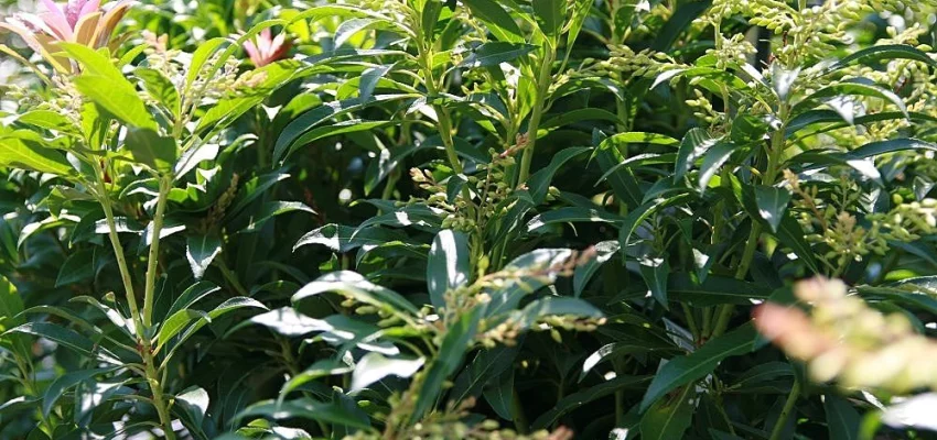 PIERIS japonica 'Forest Flame' - Andromède du Japon