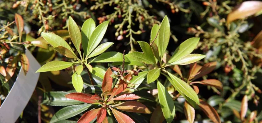 PIERIS japonica 'Forest Flame' - Andromède du Japon