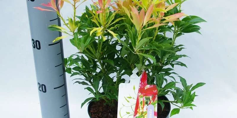 PIERIS japonica 'Forest Flame' - Andromède du Japon 'Forest Flame'