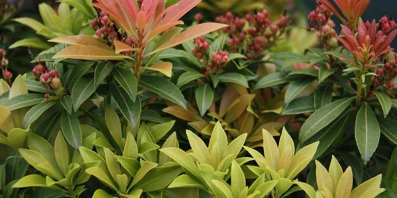 PIERIS japonica 'Cupido' - Andromède du Japon 'Cupido'.