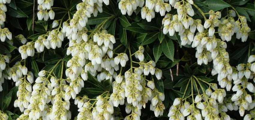 PIERIS japonica 'Cupido' - Andromède du Japon 'Cupido'.