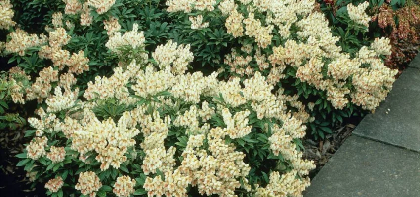 PIERIS japonica 'Débutante' - Andromède du Japon naine