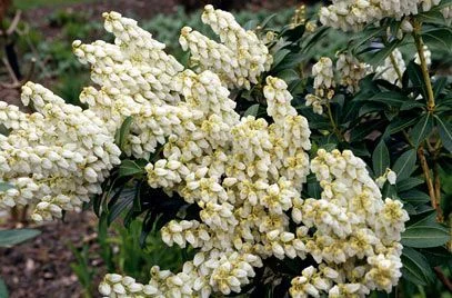 PIERIS japonica 'Débutante' - Andromède du Japon naine