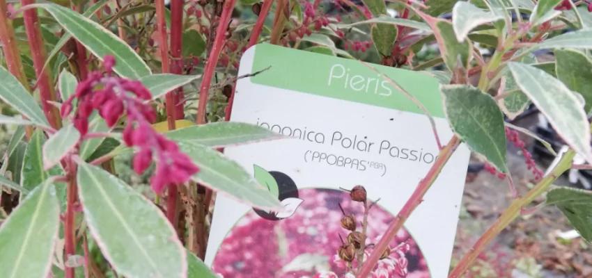 PIERIS japonica 'Polar Passion'® - Andromède du Japon naine