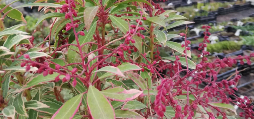 PIERIS japonica 'Polar Passion'® - Andromède du Japon naine