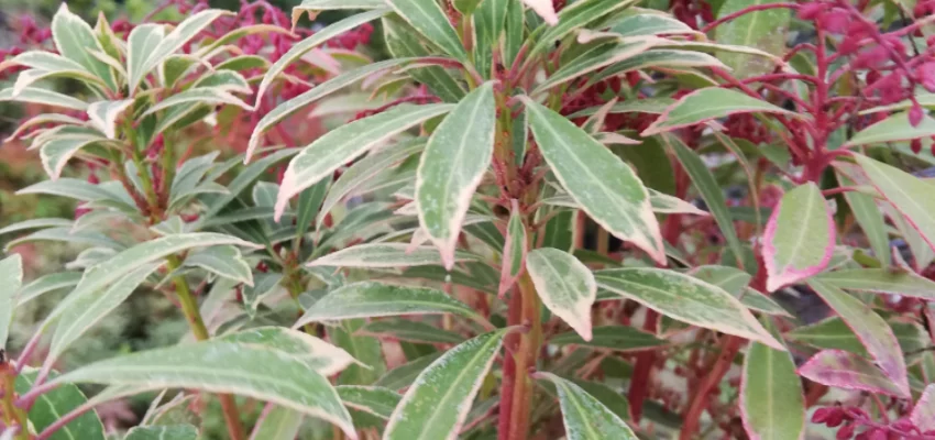 PIERIS japonica 'Polar Passion'® - Andromède du Japon naine