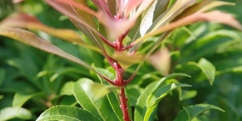 PIERIS japonica 'Mountain Fire' - Andromède du Japon