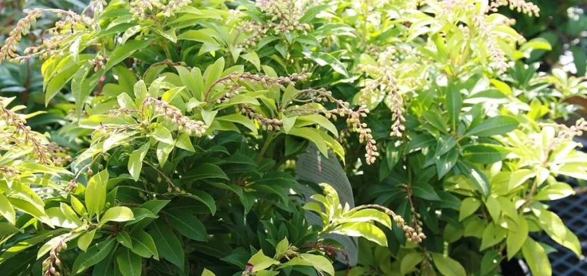 PIERIS japonica 'Mountain Fire' - Andromède du Japon