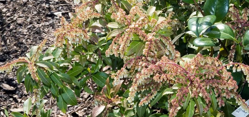 PIERIS japonica 'Mountain Fire' - Andromède du Japon