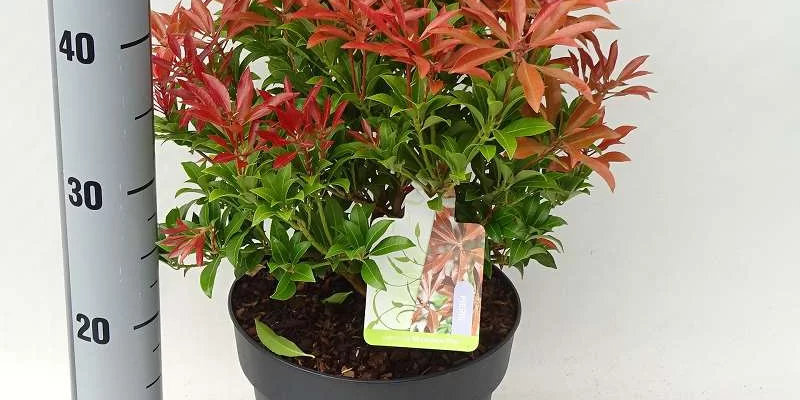 PIERIS japonica 'Mountain Fire' - Andromède du Japon