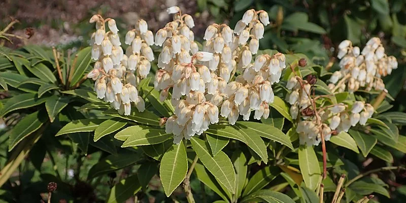 PIERIS japonica 'Purity' - Andromède du Japon