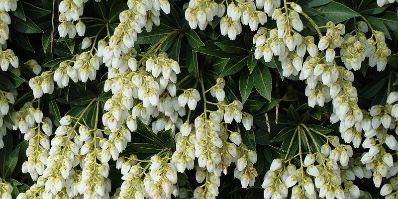 PIERIS japonica 'Purity' - Andromède du Japon