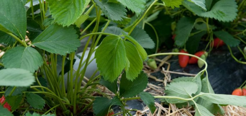 FRAISIER Ciflorette Non-Remontant - Plant de Fraisier en godet de 8 cm
