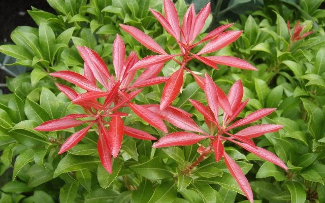 PIERIS japonica 'Red Mill' - Andromède du Japon 'Red Mill'