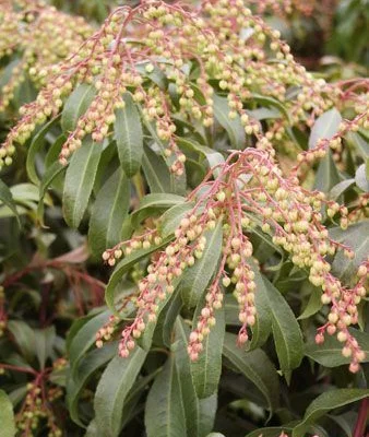 PIERIS japonica 'Red Mill' - Andromède du Japon 'Red Mill'