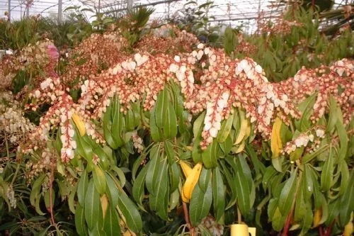 PIERIS japonica 'Red Mill' - Andromède du Japon 'Red Mill'