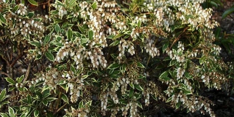 PIERIS japonica 'White Rim'' - Andromède à feuilles panachées