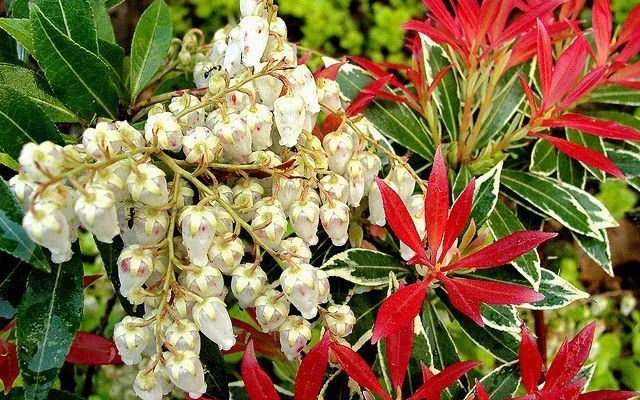 PIERIS japonica 'White Rim'' - Andromède à feuilles panachées