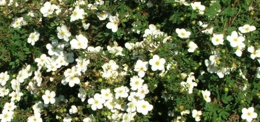 POTENTILLA fruticosa 'Abbotswood' - Potentille arbustive 'Abbotswood'