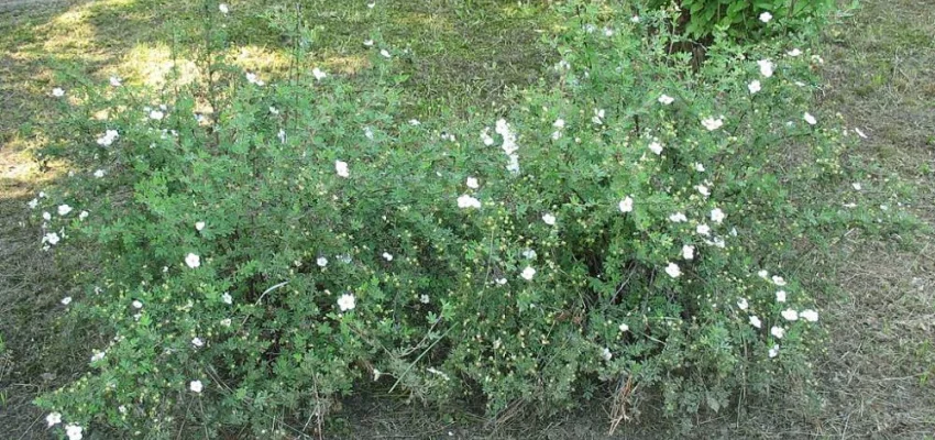 POTENTILLA fruticosa 'Abbotswood' - Potentille arbustive blanche