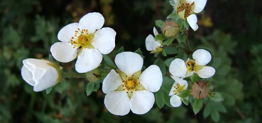 POTENTILLA fruticosa 'Abbotswood' - Potentille arbustive blanche