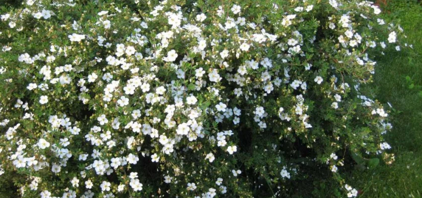 POTENTILLA fruticosa 'Abbotswood' - Potentille arbustive blanche