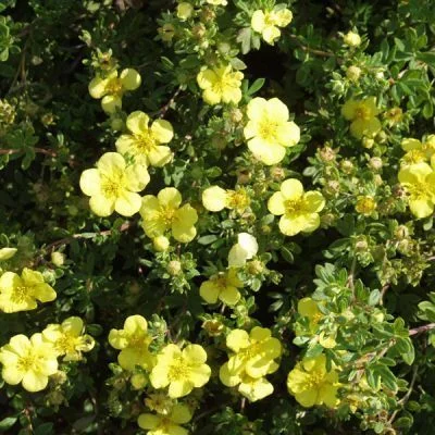 POTENTILLA fruticosa 'Elisabeth' - Potentille arbustive