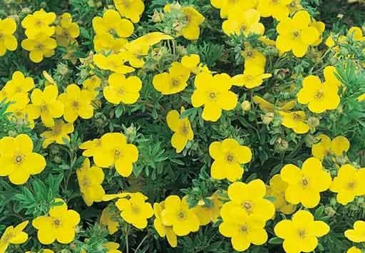 POTENTILLA fruticosa 'Goldfinger' - Potentille arbustive 'Goldfinger'
