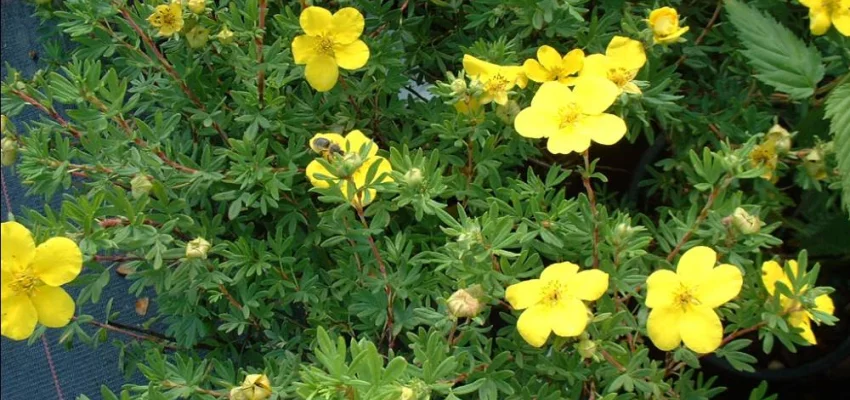 POTENTILLA fruticosa 'Goldfinger' - Potentille arbustive 'Goldfinger'