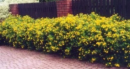 POTENTILLA fruticosa 'Goldfinger' - Potentille arbustive 'Goldfinger'