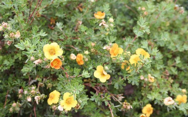 POTENTILLA fruticosa Hoppley's Orange - Potentile 'Hopley's Orange'