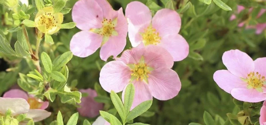 POTENTILLA fruticosa 'Princess' - Potentille 'Princess Queen'