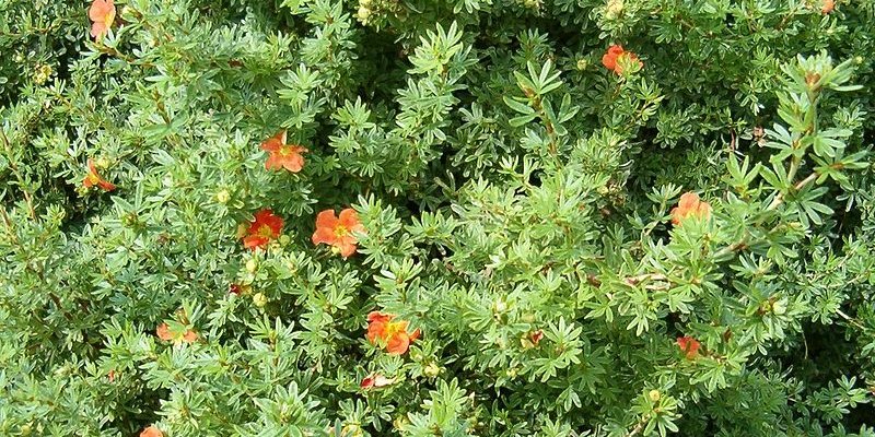 POTENTILLA fruticosa 'Red Ace' - Potentille arbustive