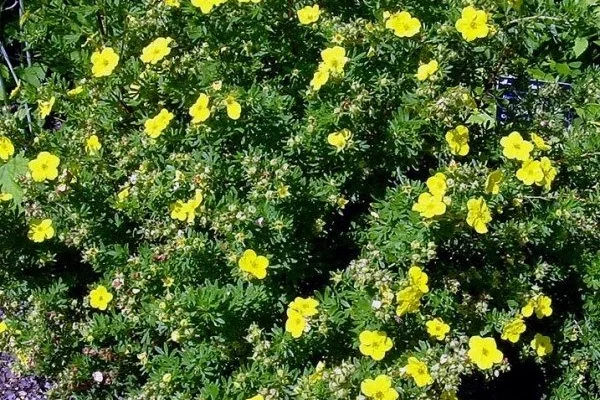 POTENTILLA fruticosa 'Sommerflor' - Potentille arbustive naine