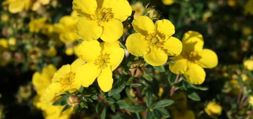 POTENTILLA fruticosa 'Sommerflor' - Potentille arbustive naine