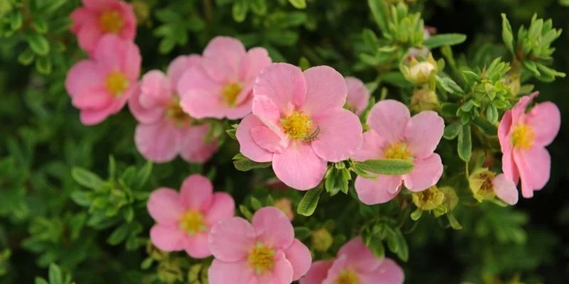 POTENTILLA fruticosa 'Lovely Pink'® - Potentille arbustive rose