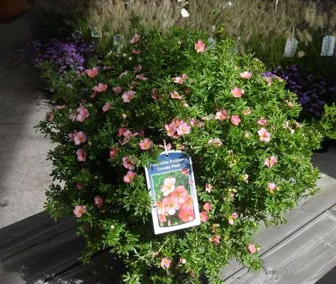 POTENTILLA fruticosa 'Lovely Pink'® - Potentille arbustive rose